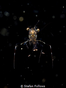 Lost in Space ... Glass Cleaner Shrimp - Urocaridella sp.... by Stefan Follows 